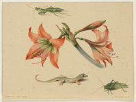 BB+ 010
          <br/>
          Tjitjak, Walang, amaryllis en een bidsprinkhaan
          <br/>
          <em>Koning, Elisabeth Johanna (1816-1887)</em>